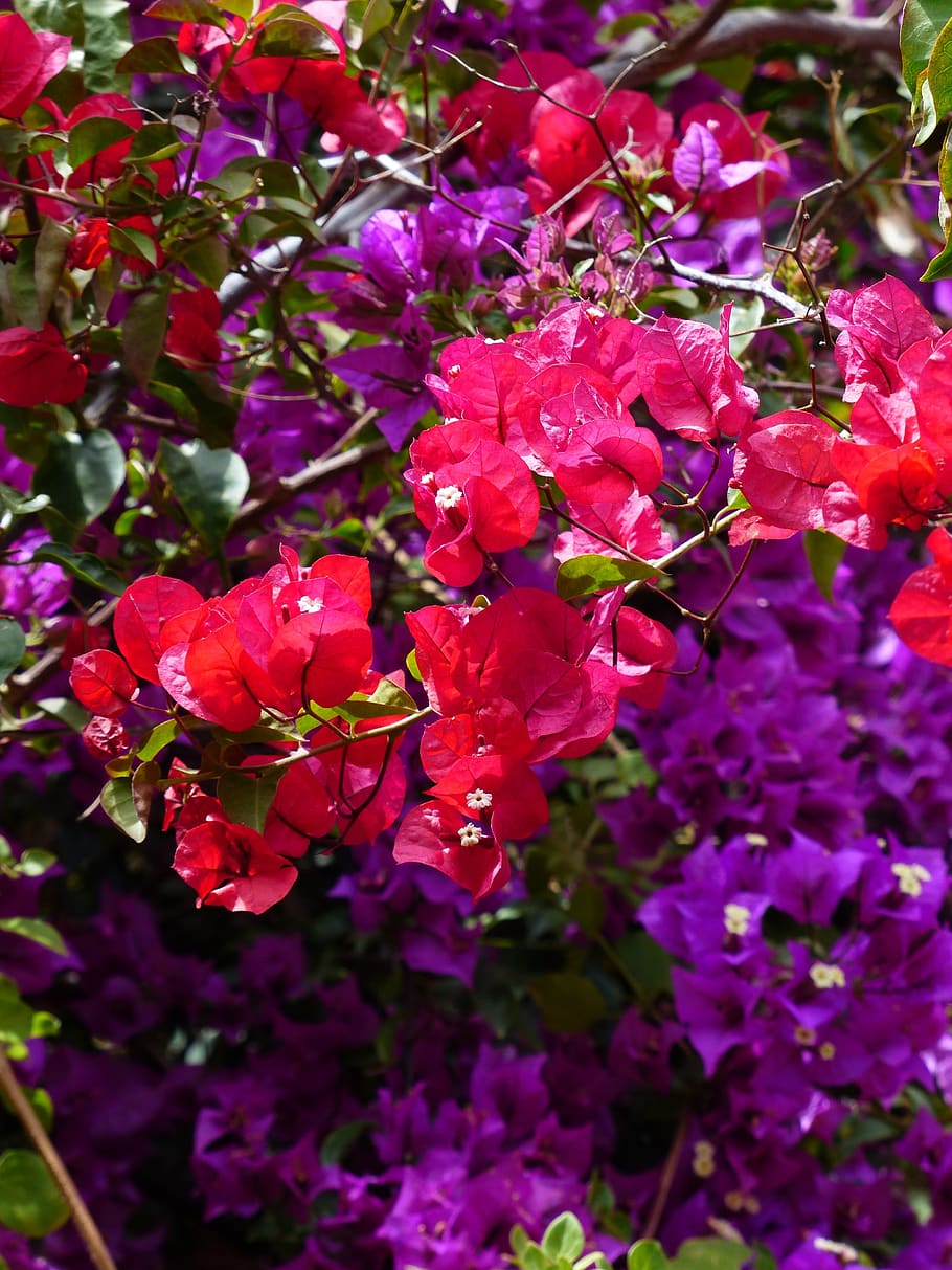 bougainvillea, colorful, flowers, red, violet, purple, intensive, HD wallpaper
