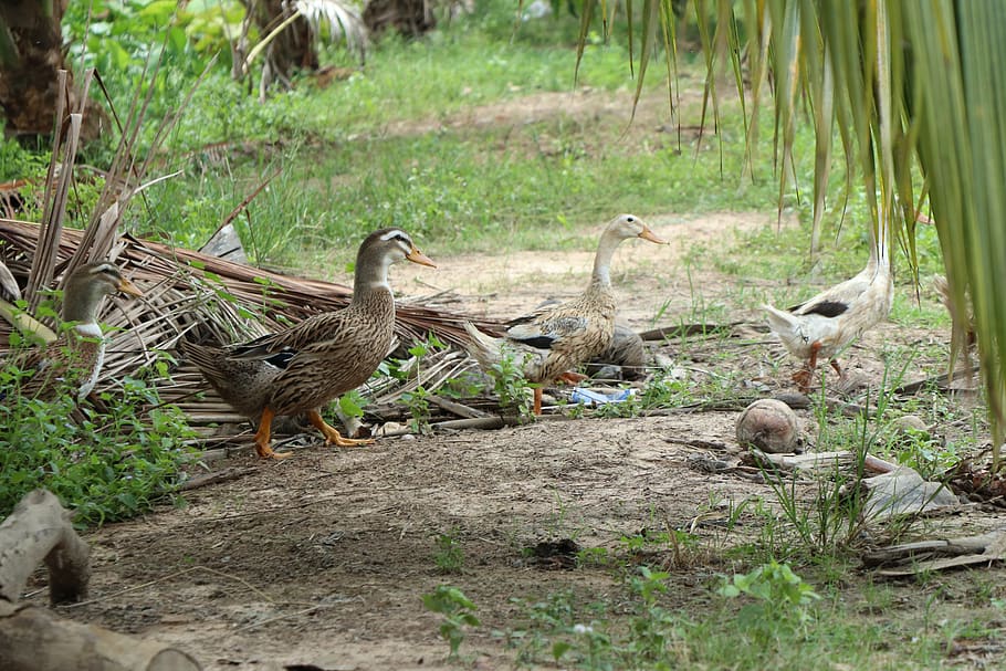 ducks, three, leaf, bird, water, pond, swimmer, lake, animal HD wallpaper