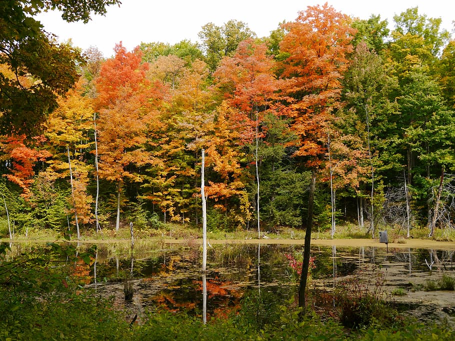 Leaves, Autumn, Fall, Trees, Nature, october, landscape, season HD wallpaper