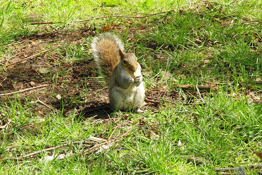 grey squirrel, animals, mammal, british squirrel, nager, rodent HD wallpaper