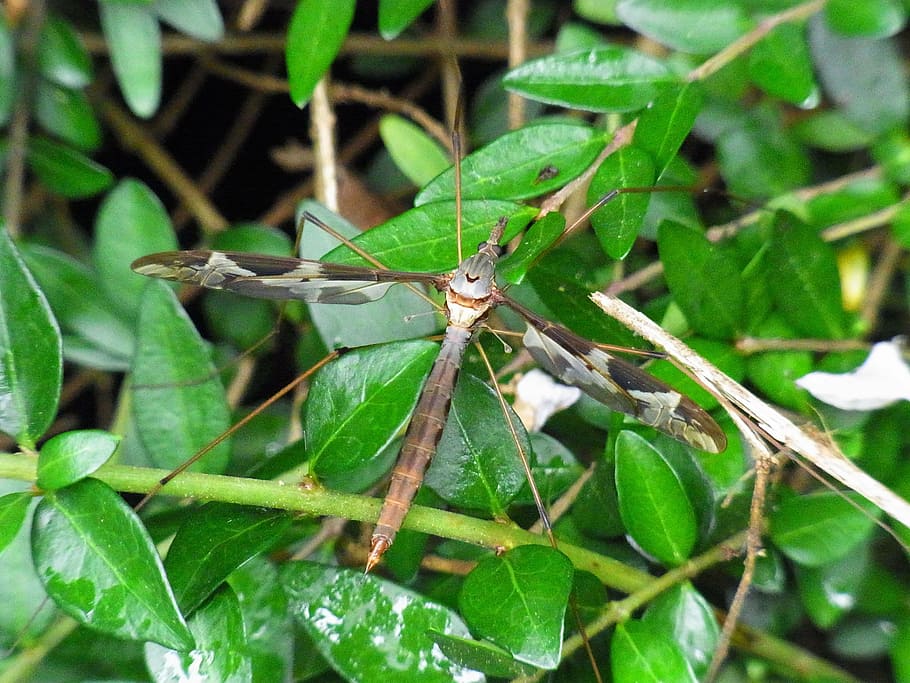 schnake, insect, wing, mosquito, animal, nature, leaf, plant part HD wallpaper
