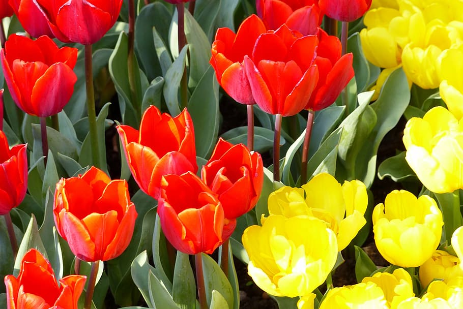 tulips, red, yellow, flower, flowering plant, petal, fragility HD wallpaper