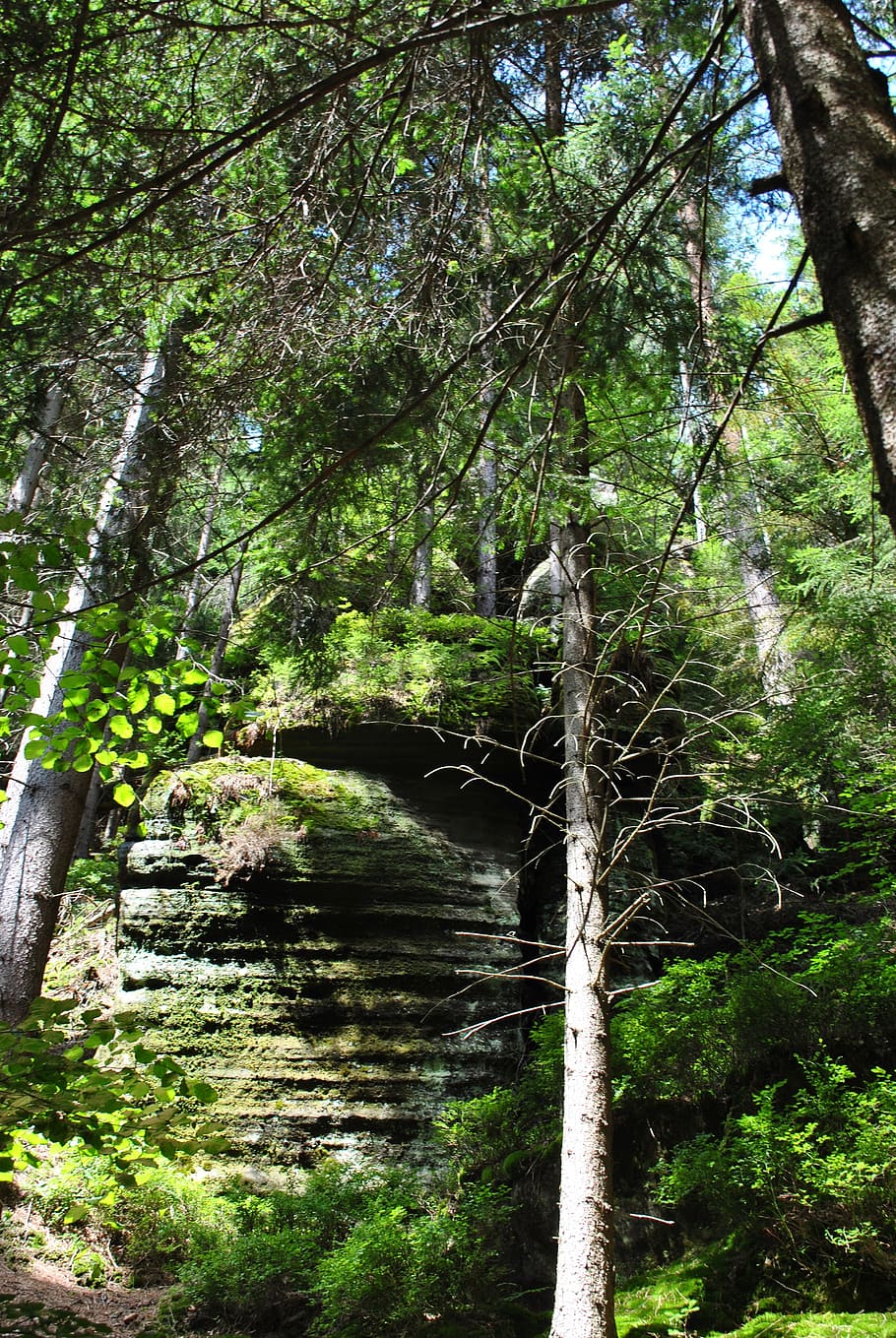 forest, rocks, mountains, landscape, nature, the stones, view HD wallpaper