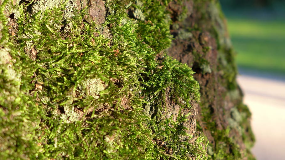 Log, Moss, Bark, green, nature, green color, growth, tree, tree trunk HD wallpaper