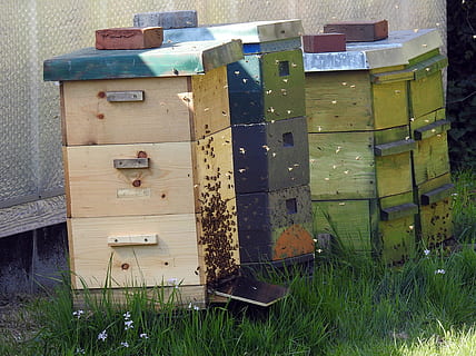 Beekeeper, Bee Hives, Bee Keeping, bees, honey bees, insect HD wallpaper