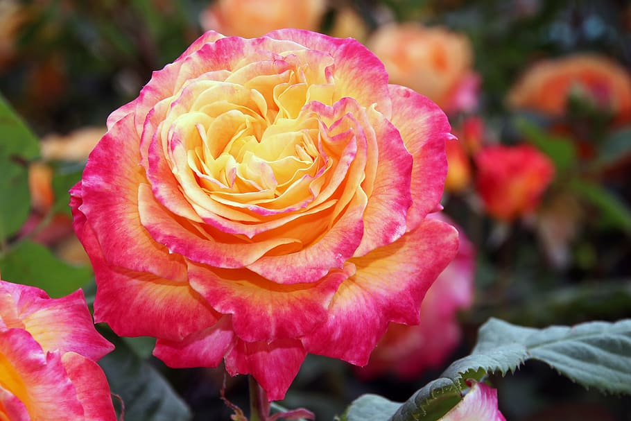 close-up photography of pink and yellow petaled flower, rose