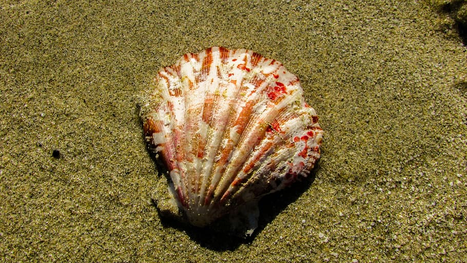 Shell, Beach, Beach, Sand, Nature, Seashell, no people, sea life HD wallpaper