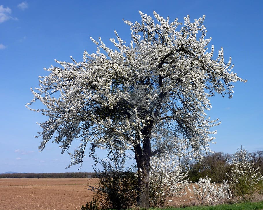 tree, cherry, spring, flowers cherry, flowering, branch, sky HD wallpaper