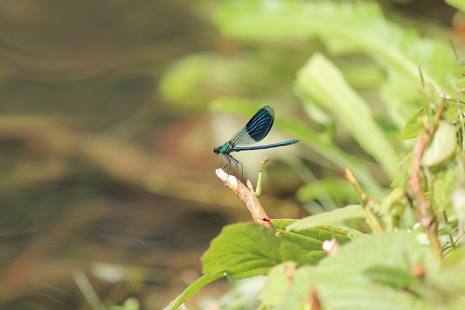 insect, dragonfly, blue dragonfly, branch, green, water, nature HD wallpaper