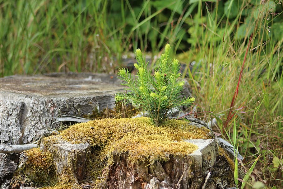 forest, log, tree stump, moss, fir, young, nature, plant, growth HD wallpaper