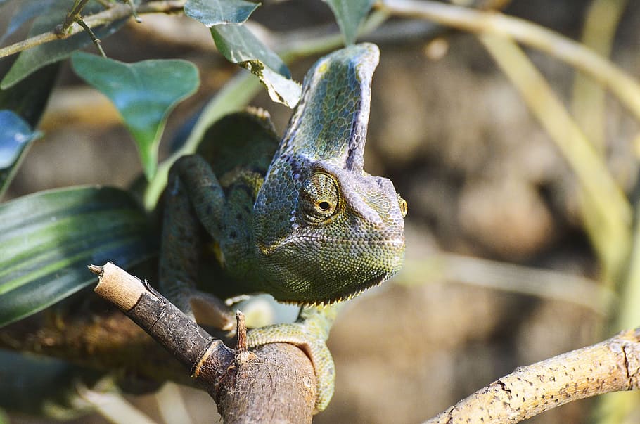 Yemen Chameleon, Reptile, Exotic, creature, animal, scale, nature, HD wallpaper