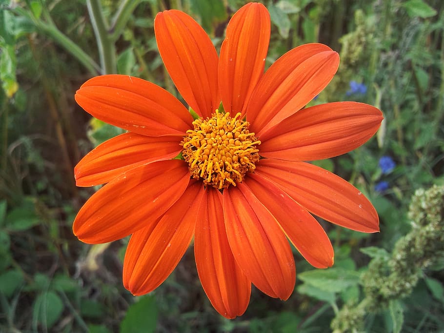 Spring, Fallow, Flowers, flowering, nature, plant, daisy, petal HD wallpaper
