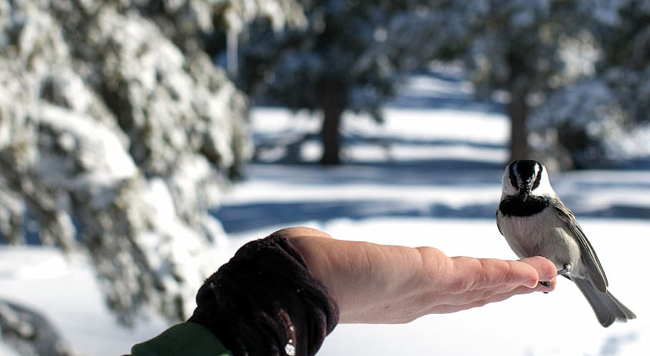 person holding white and black bird during daytime, bird perched on left human finger HD wallpaper