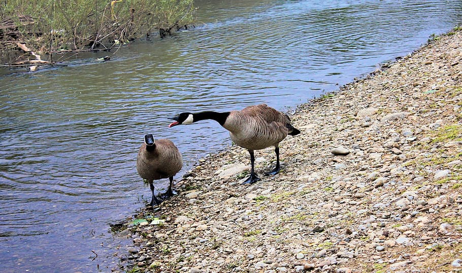 geese, river, nature, water, bird, animal, goose, wildlife HD wallpaper