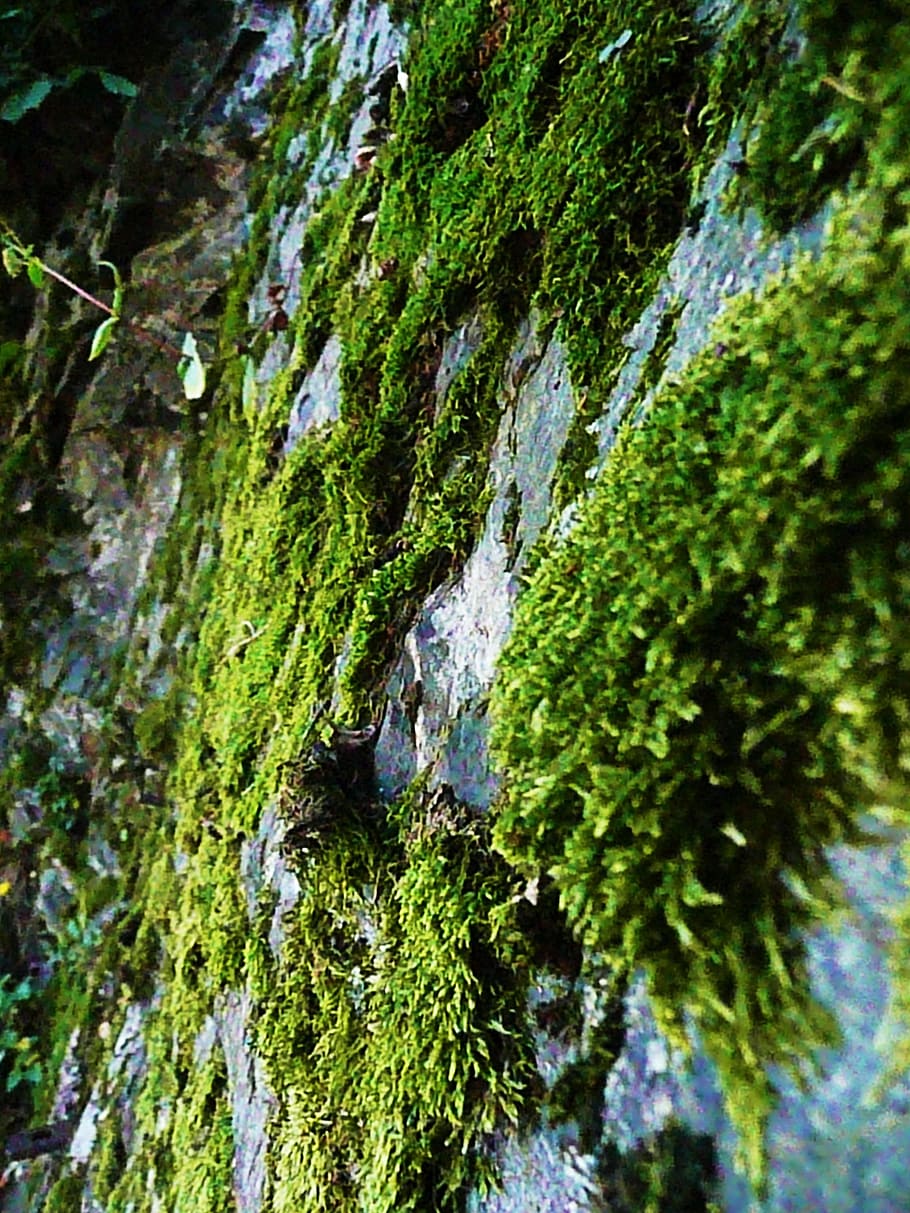 moss, rock, nature, green, stone, natural, foliage, creek, tranquil HD wallpaper