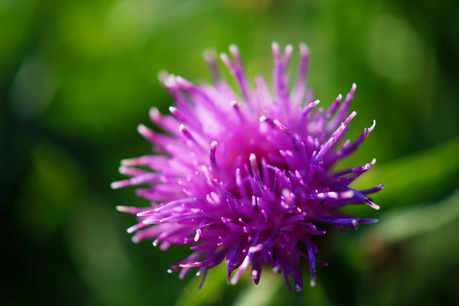 bokeh photography of purple flower, violet, petal, bloom, garden HD wallpaper