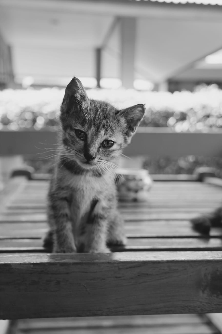 Cat, Kitten, Cute, Pet, cat baby, domestic cat, animal, adidas HD wallpaper