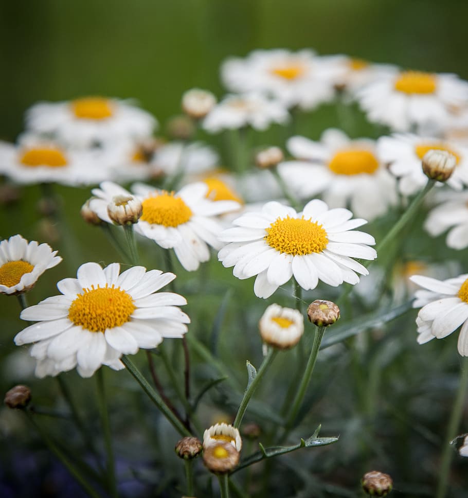 Daisies, Filtered, Daisy, Flower, Summer, floral, white, petals, HD wallpaper