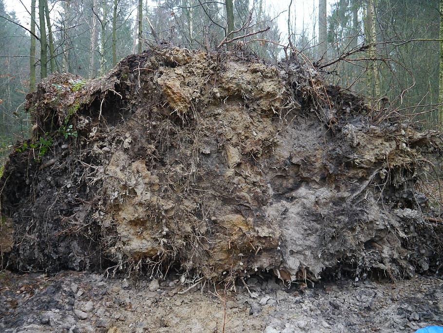 tree, root, forward, overturned, forest, wind, leaves, plant HD wallpaper