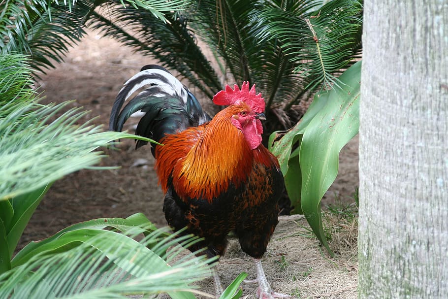 chicken, new, nature, bird, rooster, farm, chicken - Bird, cockerel HD wallpaper