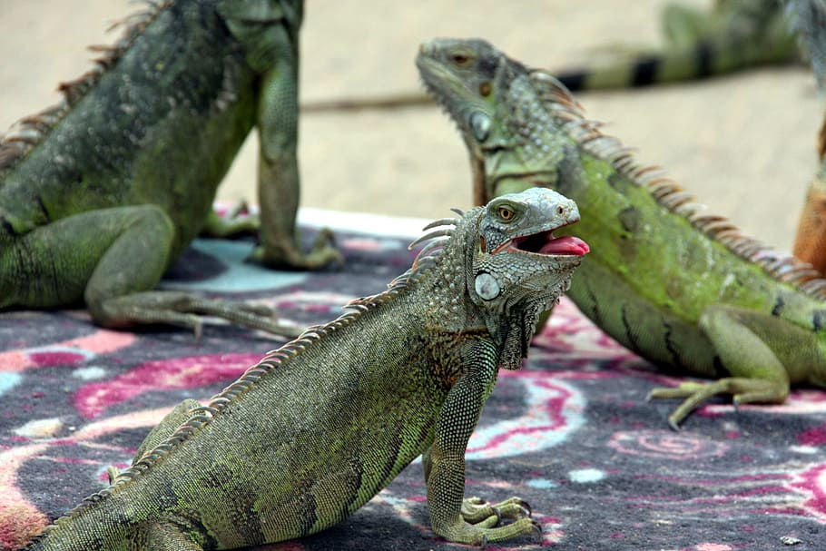 iguana, lizard, green, exotic, reptile, animal, animal themes HD wallpaper