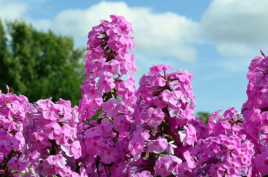 focus photography of pink flowers, liliac, bush, summer, plant