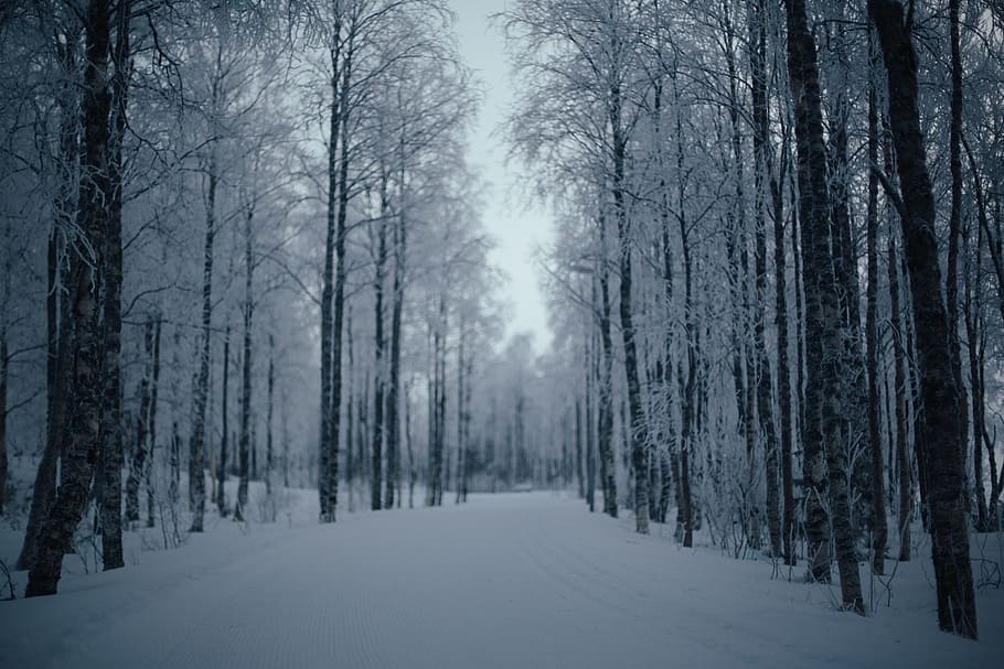 nature, landscape, forests, trees, roads, paths, blanket, snow HD wallpaper