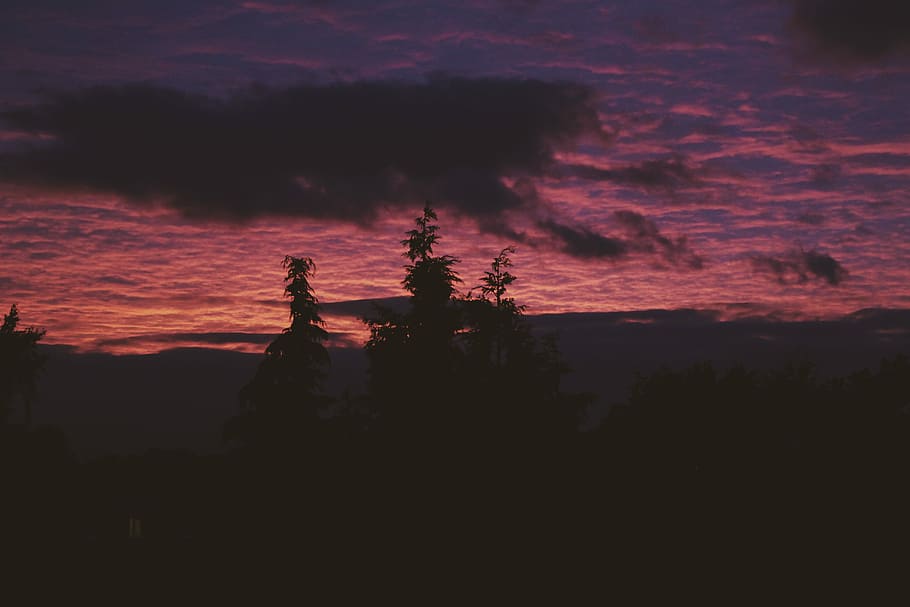 silhouette of trees during sunset, silhouette of trees at golden hour HD wallpaper