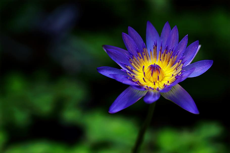 Purple Petaled Flower, beautiful, bloom, blooming, blossom, blur HD wallpaper