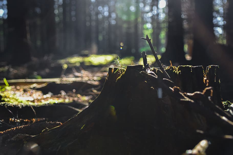 close up photo of log, forest, stump, wood, trees, nature, vegetation HD wallpaper