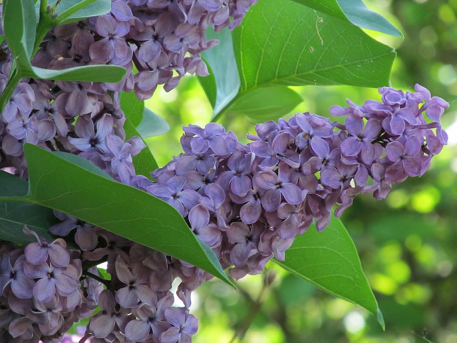 lilac, spring, violet, nature, without lilak, flowering plant HD wallpaper