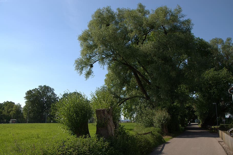 bregenz, lake constance, green, tree, meadow, nature, away HD wallpaper