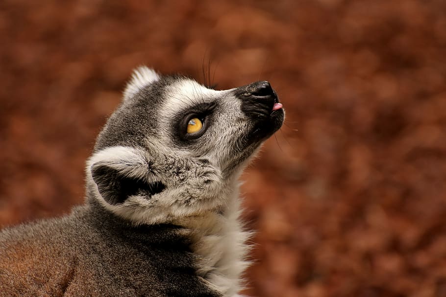 focus photography of animal, monkey, lemur, cute, zoo, äffchen HD wallpaper