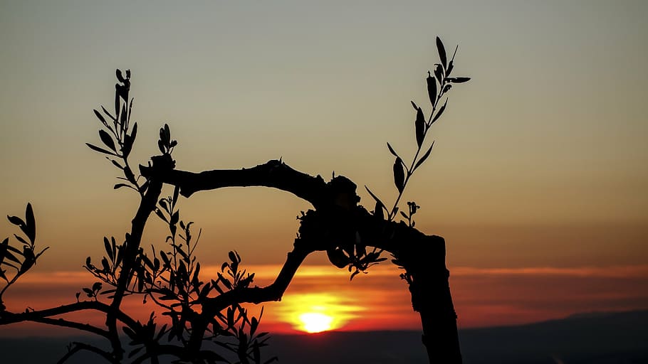 silhouette of tree, sunset, olive tree, branches, nature, olive branch HD wallpaper