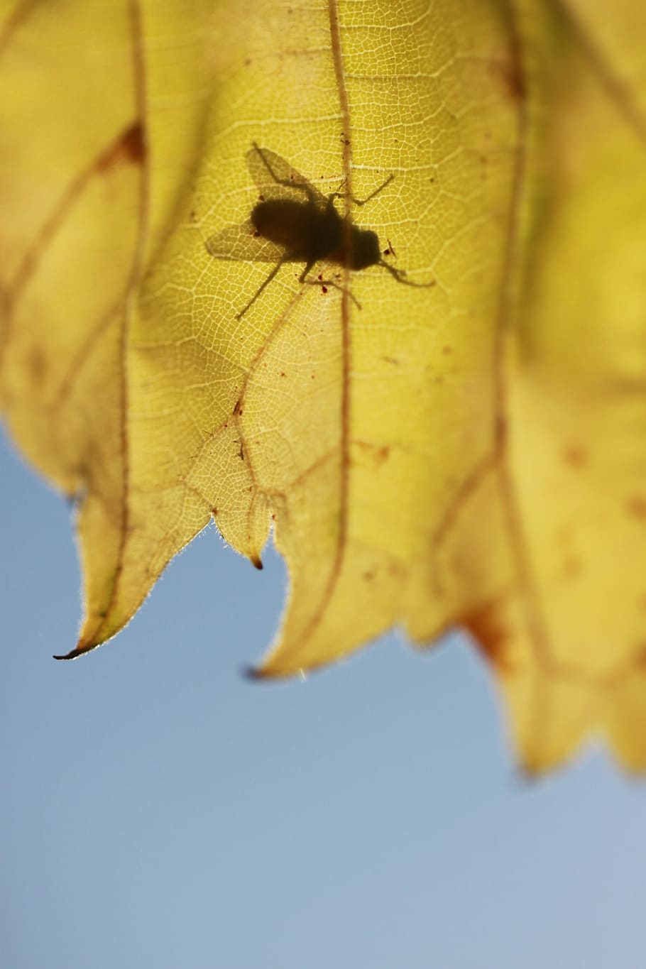 Leaves, Fly, Nature, Macro, Dry, Branch, tree, flower, animal HD wallpaper