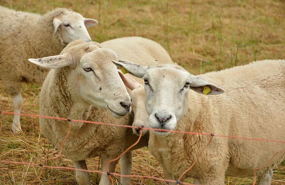 sheep, pasture, livestock, wool, agriculture, cattle breeding