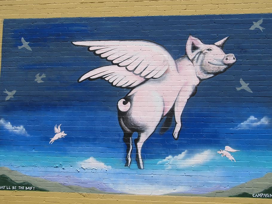 graffiti, funny, building, painted, dallas, texas, flying, pig HD wallpaper