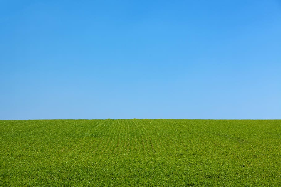 green grass field, background, blue, clean, clear, day, dom, landscape, HD wallpaper
