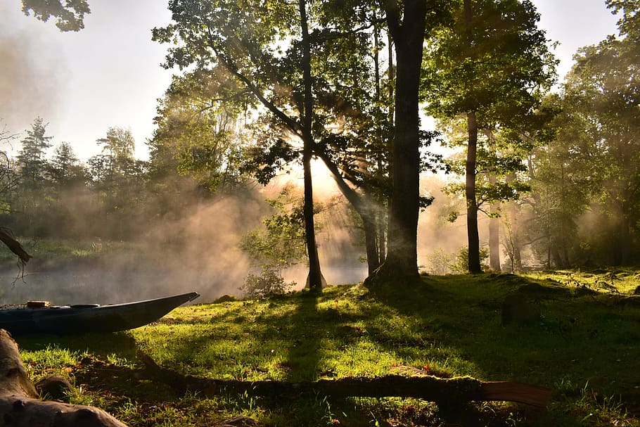 light, nature, trees, silhouette, backlit, daylight, environment HD wallpaper