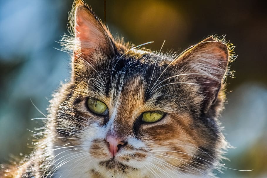 close-up photography of white and brown cat at daytime, animal HD wallpaper