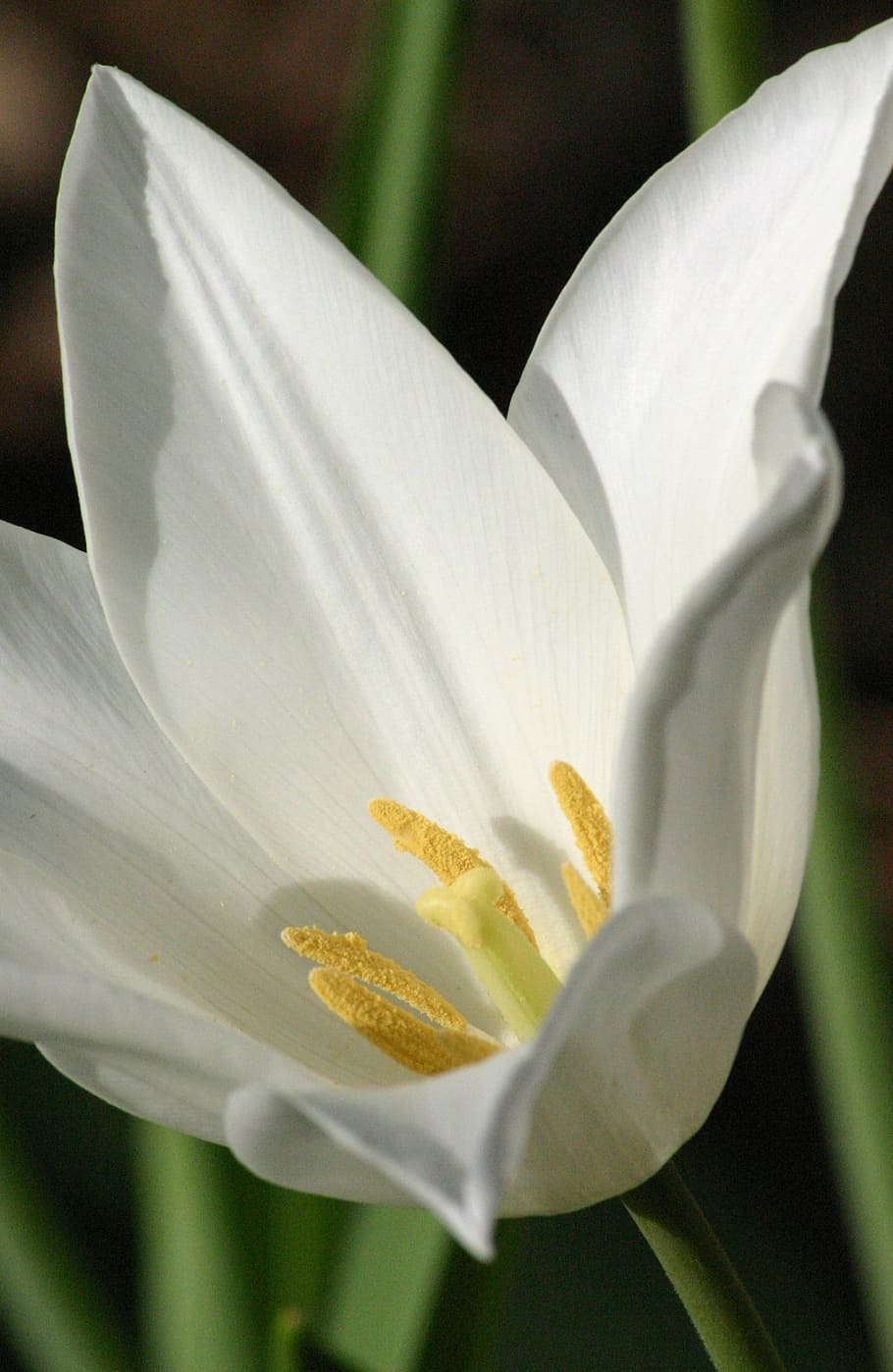 tulip, white, easter, petal, pistil, stamen, style, stigma HD wallpaper