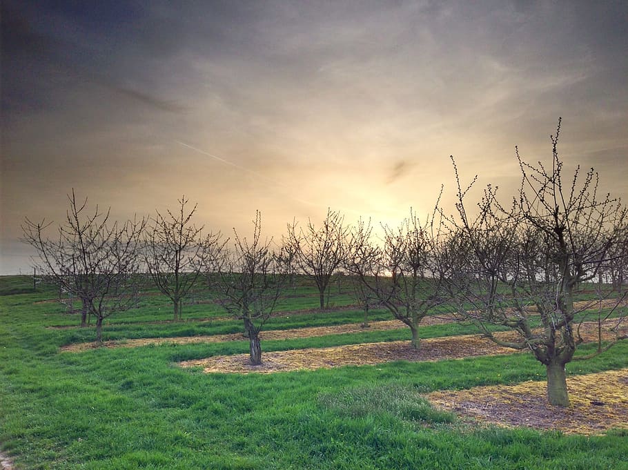 Trees, Spring, Nature, Landscape, springtime, blossom, garden HD wallpaper