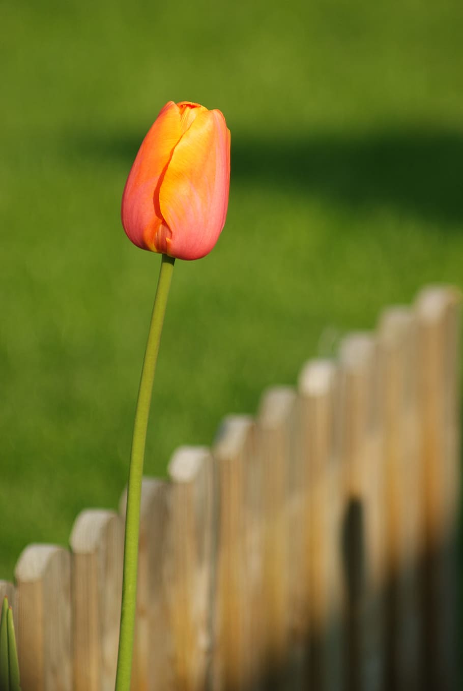 flower, spring, nature, petals, plants, orange, flowering plant HD wallpaper