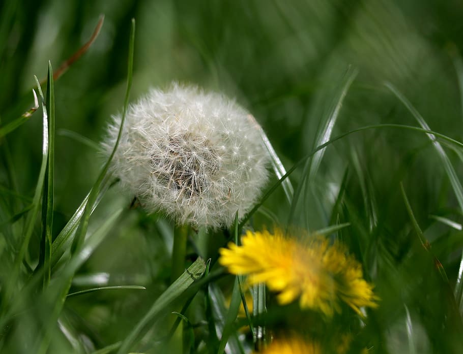 dandelion, down, grass, yellow, flower, spring, garden, plants HD wallpaper