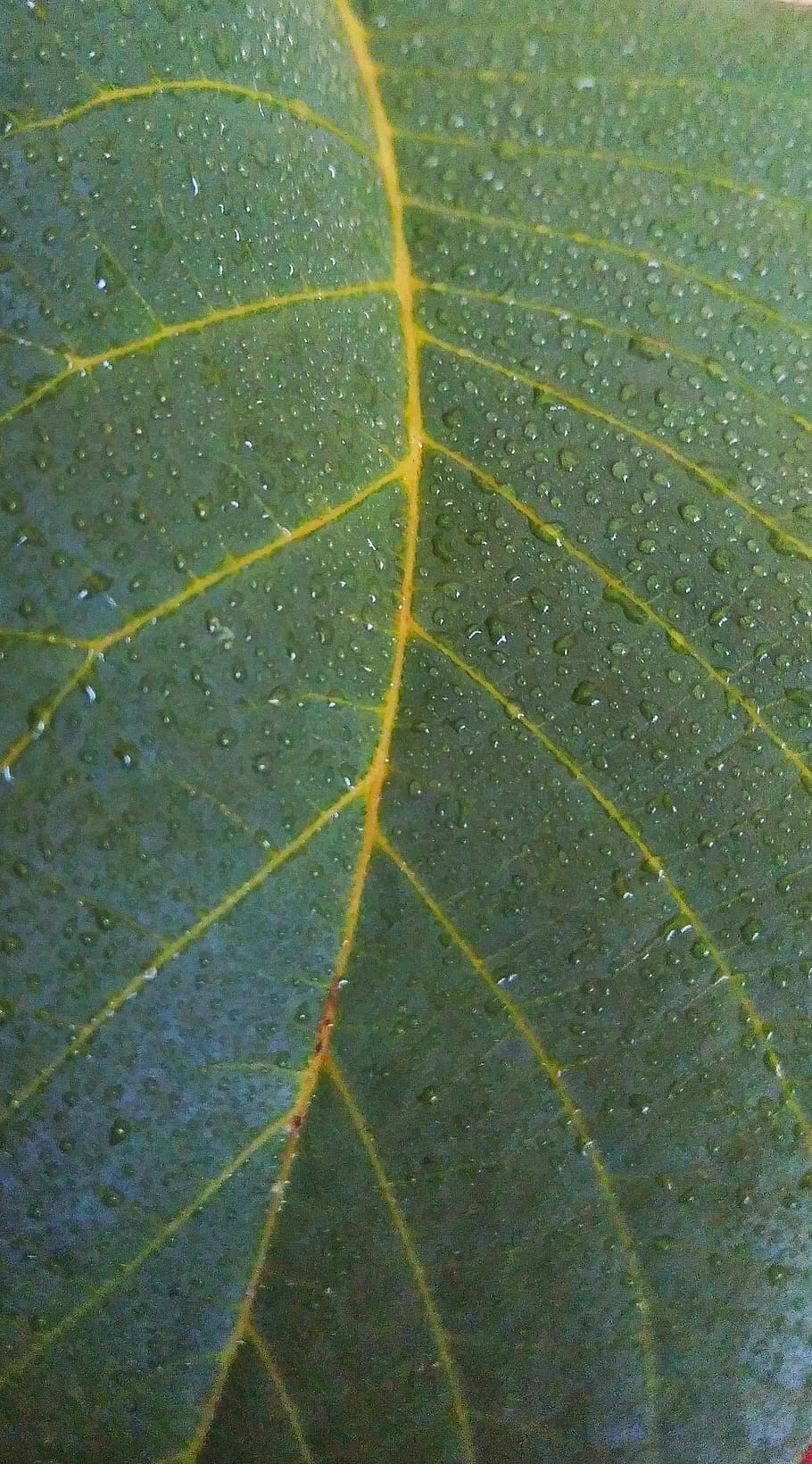 leaves, green, walnut, leaf, plant part, nature, leaf vein HD wallpaper