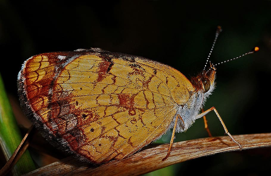 Butterfly, Macro, Insect, Nature, biology, animal, delicate HD wallpaper