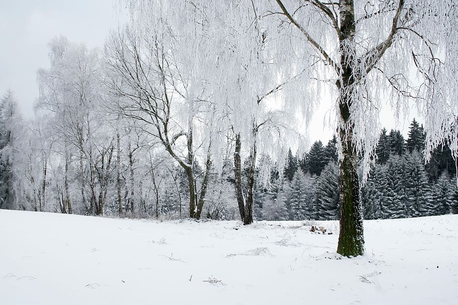 Winter, Forest, Snow, Tree, White, nature, landscape, ripe HD wallpaper