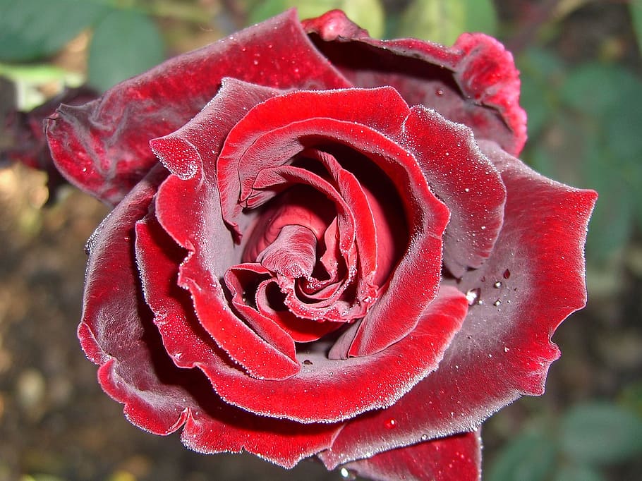 Rose, Red, Red, Red Rose, rose bloom, morgentau, flower, saucepan, HD wallpaper