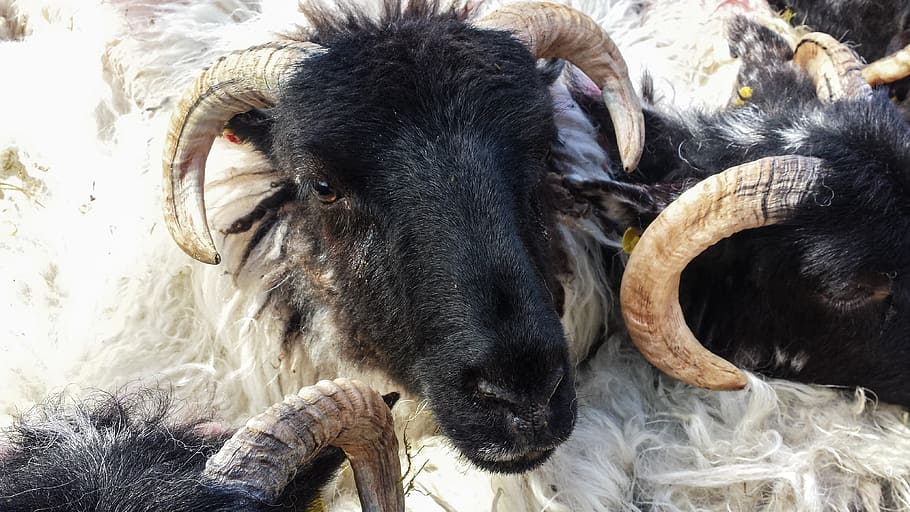 animals, sheep, there, mammal, animal themes, domestic animals HD wallpaper