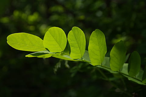 leaves, green, tree, shine through, shades of green, light HD wallpaper